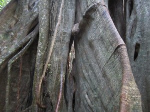 Monteverde 12      